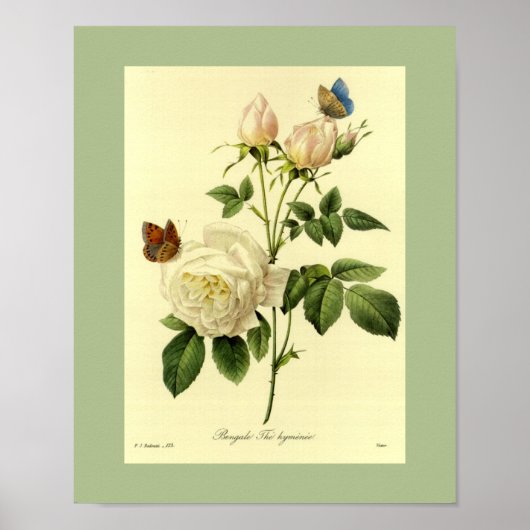 Bengalische Rose 16 X 20 Poster (Vorne)