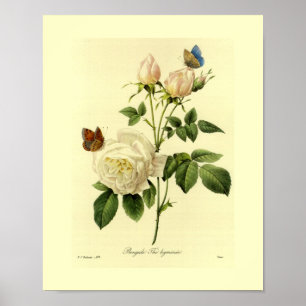Bengalische Rose Botanische Flora Poster