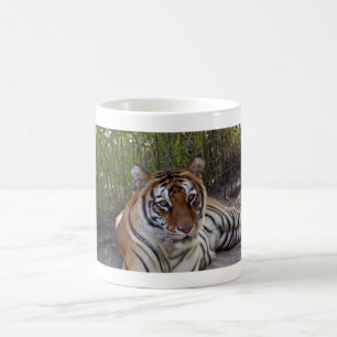 Bengalische Tasse des Tiger-003