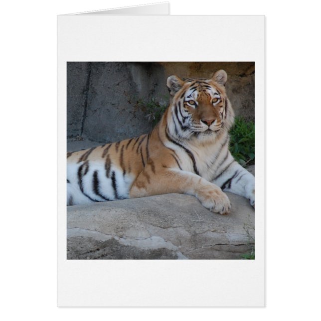 Bengalische Tiger (Vorne)