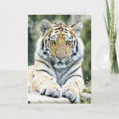 BENGALISCHE TIGER ART BIRTHDAY GREETING CARDS KARTE (Vorderseite)