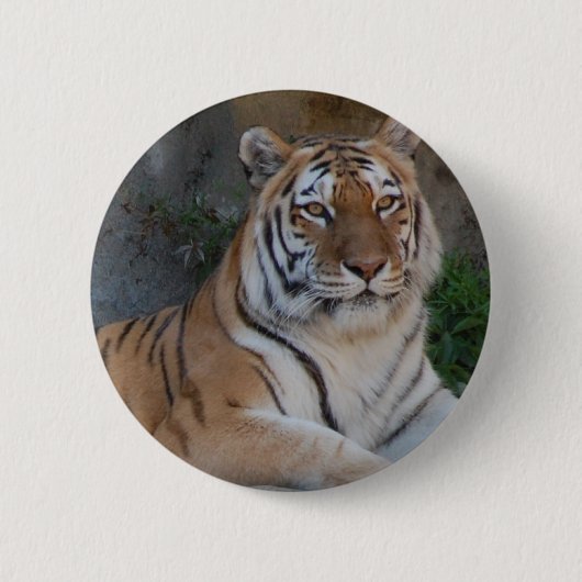 Bengalische Tiger Button (Vorderseite)
