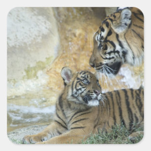 Bengalische Tiger entspannen Quadratischer Aufkleber