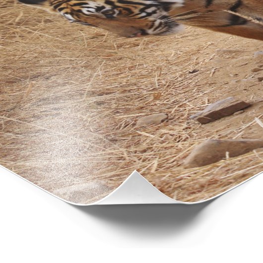 Bengalische Tiger Fotodruck (Ecke)
