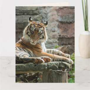 BENGALISCHE TIGER FREUND Grußkarte Karte