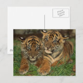 Bengalische Tiger-Ketten Postkarte (Vorne/Hinten)
