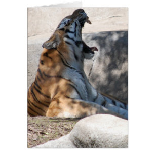 Bengalische Tiger-Liebe