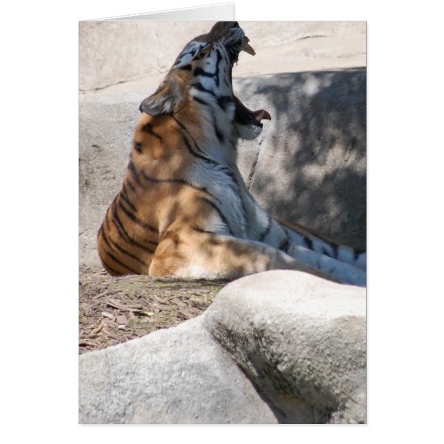 Bengalische Tiger-Liebe (Vorne)
