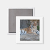 Bengalische Tiger Magnet (Vorderseite/Rückseite)