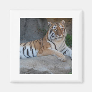 Bengalische Tiger Magnet