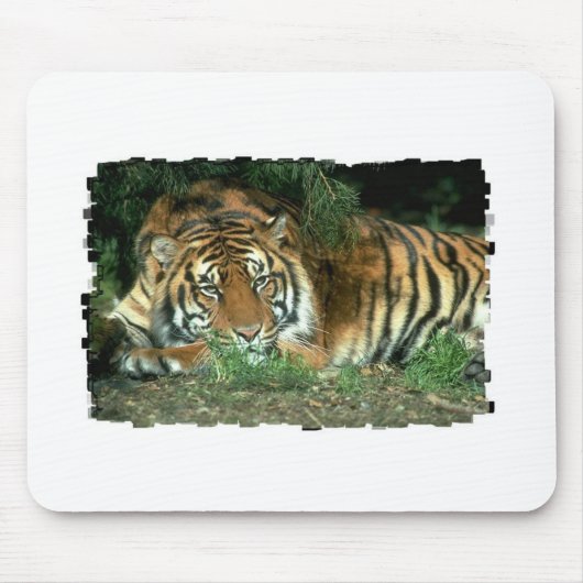 Bengalische Tiger-Mausunterlage Mousepad (Vorne)