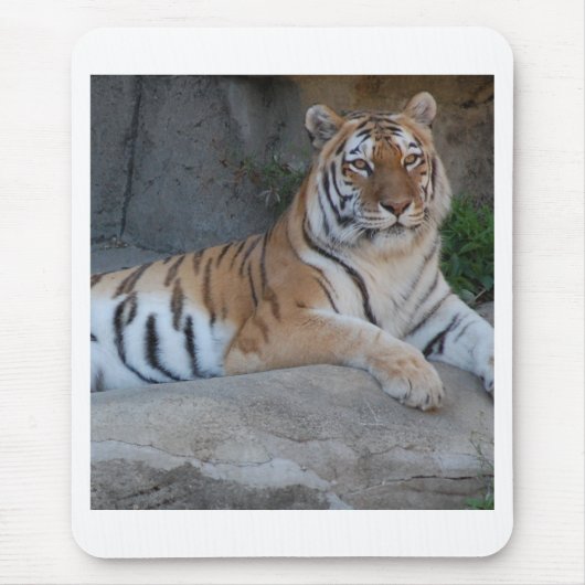 Bengalische Tiger Mousepad (Vorne)