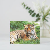 Bengalische Tiger-Nachweiskarte Postkarte (Stehend Vorderseite)