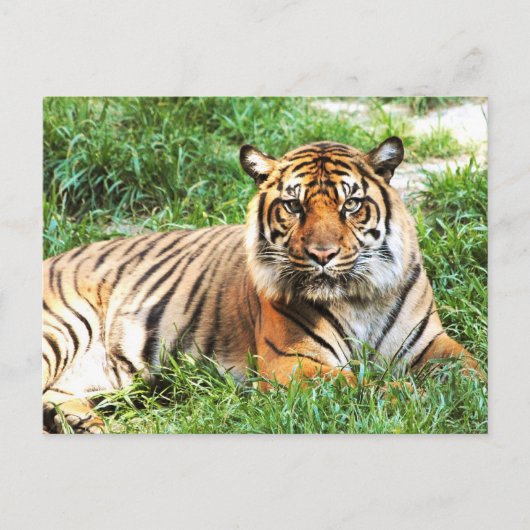 Bengalische Tiger-Nachweiskarte Postkarte (Vorderseite)