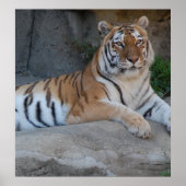 Bengalische Tiger Poster (Vorne)