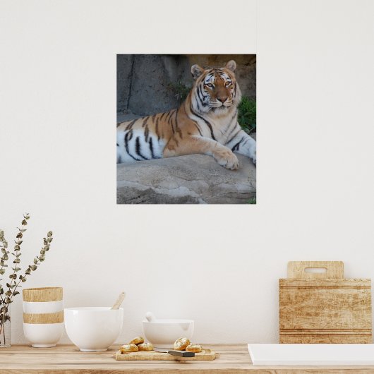 Bengalische Tiger Poster (Küche)