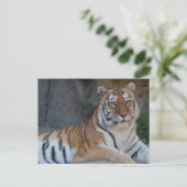 Bengalische Tiger Postkarte (Stehend Vorderseite)