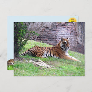 Bengalische Tiger Postkarte