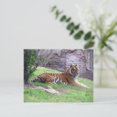 Bengalische Tiger Postkarte (Stehend Vorderseite)