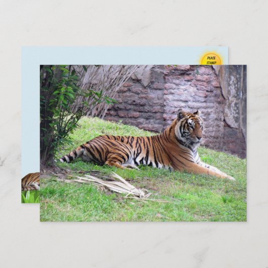 Bengalische Tiger Postkarte (Vorne/Hinten)