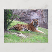 Bengalische Tiger Postkarte (Vorderseite)