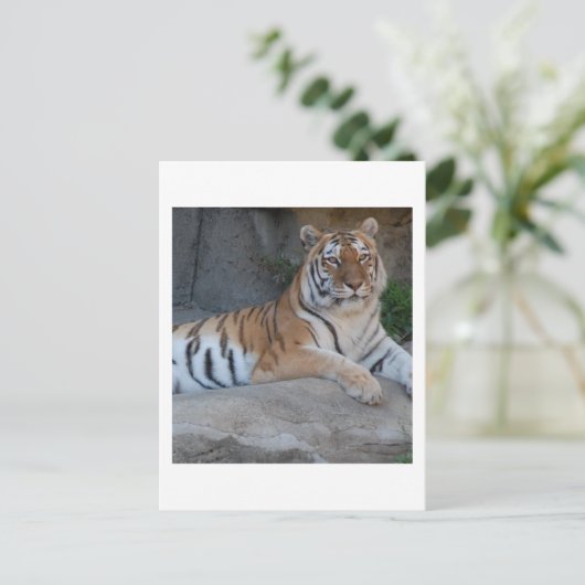 Bengalische Tiger Postkarte (Stehend Vorderseite)