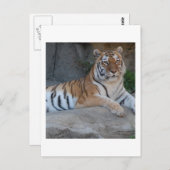 Bengalische Tiger Postkarte (Vorne/Hinten)