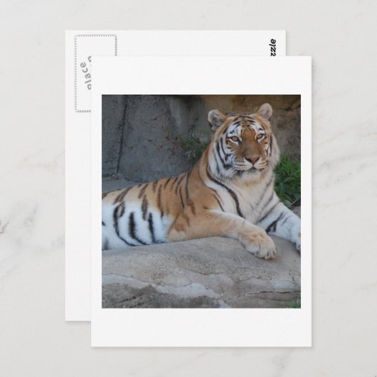 Bengalische Tiger Postkarte (Vorne/Hinten)