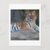 Bengalische Tiger Postkarte (Vorderseite)
