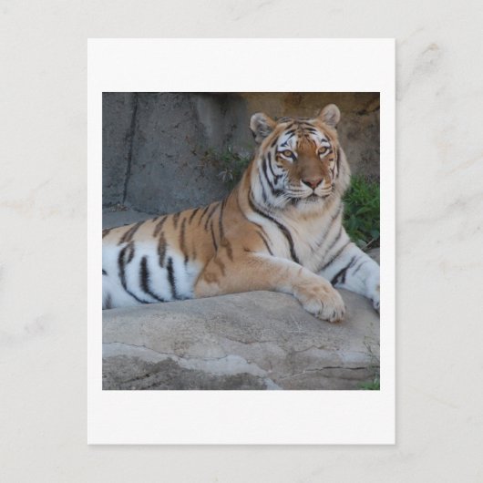 Bengalische Tiger Postkarte (Vorderseite)