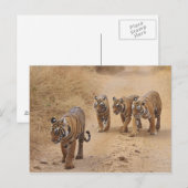 Bengalische Tiger Postkarte (Vorne/Hinten)