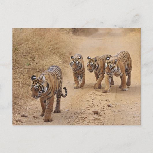 Bengalische Tiger Postkarte (Vorderseite)