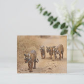Bengalische Tiger Postkarte (Stehend Vorderseite)