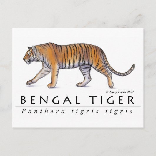 Bengalische Tiger Postkarte (Vorderseite)