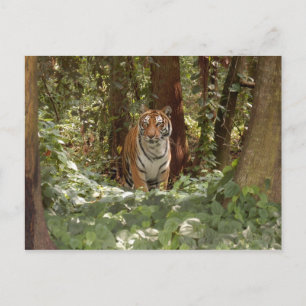 Bengalische Tiger-Postkarte (7x5) Postkarte