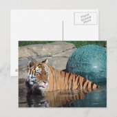 Bengalische Tiger-Postkarte Nr. 1 Postkarte (Vorne/Hinten)