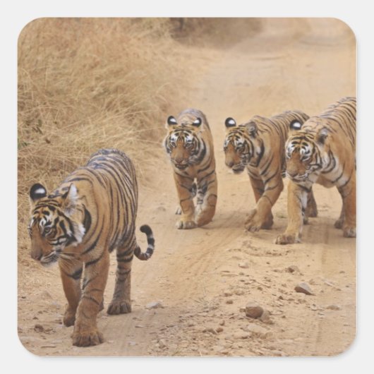 Bengalische Tiger Quadratischer Aufkleber (Vorderseite)