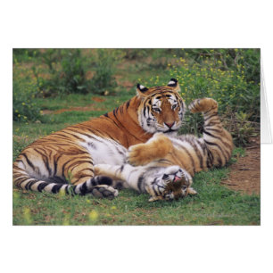 Bengalische Tiger spielen