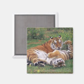 Bengalische Tiger spielen Magnet (Vorderseite/Rückseite)