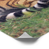 Bengalische Tiger spielen Poster (Ecke)