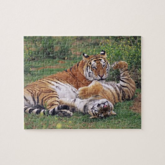 Bengalische Tiger spielen Puzzle (Horizontal)