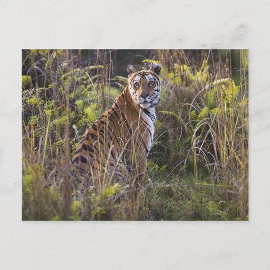 Bengalische Tigerin im großen Gras, die versucht z Postkarte (Vorderseite)