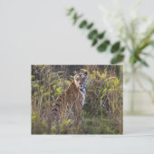 Bengalische Tigerin im großen Gras, die versucht z Postkarte (Stehend Vorderseite)