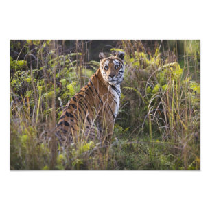 Bengalische Tigerin in hohem Gras, beim Versuch zu Fotodruck