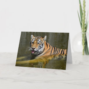 Bengalische Tigerkühlung Karte