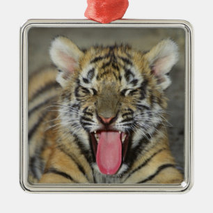 Bengalischer gähnender Tiger Ornament Aus Metall