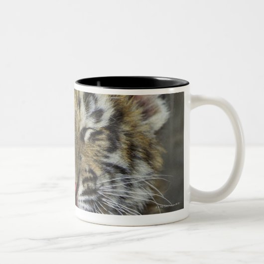 Bengalischer gähnender Tiger Zweifarbige Tasse (Rechts)
