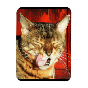 Bengalischer Liebe-Foto-Magnet Magnet