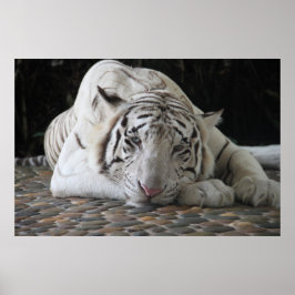 Bengalischer, müde weißer Tiger auf dem Boden Poster