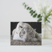 Bengalischer, müde weißer Tiger auf dem Boden Postkarte (Stehend Vorderseite)